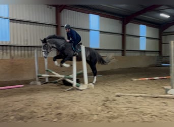 Irish sport horse, Ruin, 4 Jaar, 173 cm, Schimmel