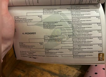 Irish sport horse, Ruin, 4 Jaar, 173 cm, Schimmel