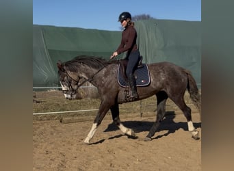 Irish sport horse, Ruin, 4 Jaar, 180 cm