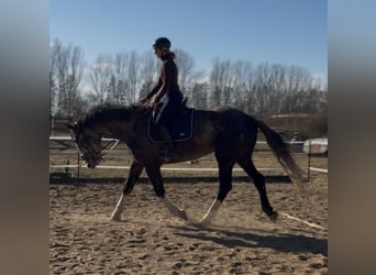 Irish sport horse, Ruin, 4 Jaar, 180 cm