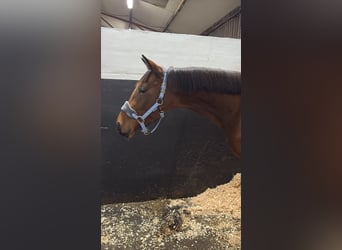 Irish sport horse Mix, Ruin, 4 Jaar, Roodbruin