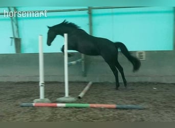 Irish sport horse, Ruin, 4 Jaar, Zwart
