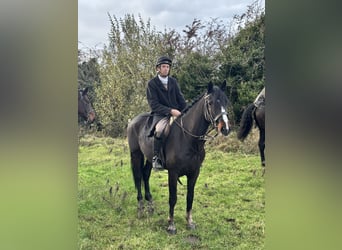 Irish sport horse, Ruin, 5 Jaar, 150 cm, Donkerbruin