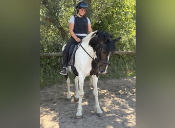 Irish sport horse Mix, Ruin, 5 Jaar, 150 cm, Gevlekt-paard