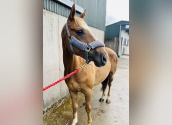 Irish sport horse, Ruin, 5 Jaar, 153 cm, Donkere-vos