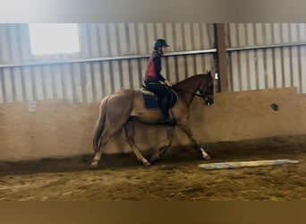 Irish sport horse, Ruin, 5 Jaar, 153 cm, Donkere-vos