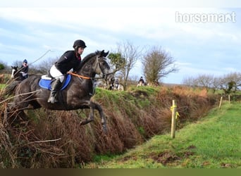 Irish sport horse, Ruin, 5 Jaar, 157 cm, Schimmel