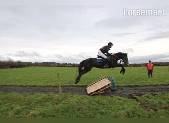 Irish sport horse, Ruin, 5 Jaar, 157 cm, Schimmel