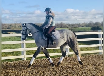 Irish sport horse, Ruin, 5 Jaar, 158 cm, Appelschimmel