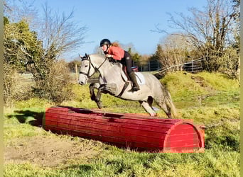 Irish sport horse, Ruin, 5 Jaar, 158 cm, Appelschimmel