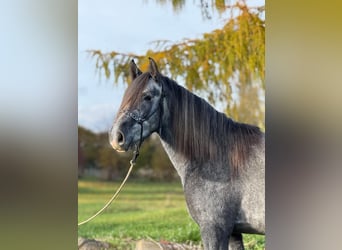 Irish sport horse Mix, Ruin, 5 Jaar, 160 cm, kan schimmel zijn