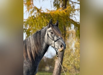 Irish sport horse Mix, Ruin, 5 Jaar, 160 cm, kan schimmel zijn
