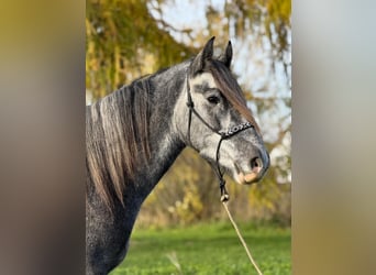 Irish sport horse Mix, Ruin, 5 Jaar, 160 cm