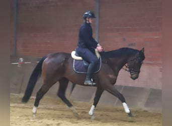 Irish sport horse Mix, Ruin, 5 Jaar, 162 cm, Bruin