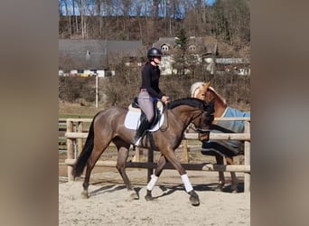 Irish sport horse, Ruin, 5 Jaar, 162 cm, Donkerbruin