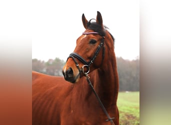 Irish sport horse Mix, Ruin, 5 Jaar, 164 cm, Bruin
