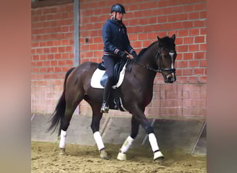 Irish sport horse Mix, Ruin, 5 Jaar, 164 cm, Donkerbruin