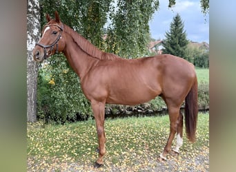 Irish sport horse, Ruin, 5 Jaar, 164 cm, Vos