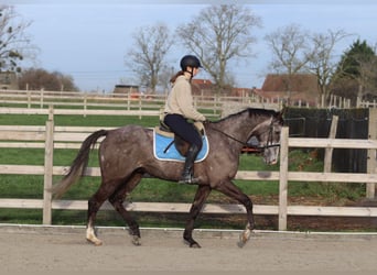 Irish sport horse, Ruin, 5 Jaar, 165 cm, Blauwschimmel