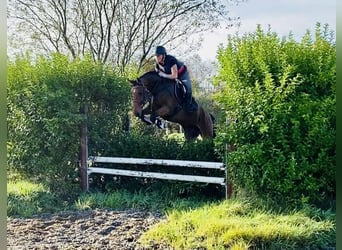 Irish sport horse, Ruin, 5 Jaar, 165 cm, Roodbruin