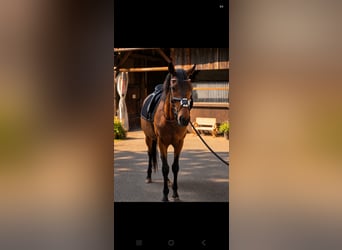 Irish sport horse, Ruin, 5 Jaar, 166 cm, Donkerbruin
