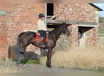 Irish sport horse, Ruin, 5 Jaar, 166 cm, Zwart