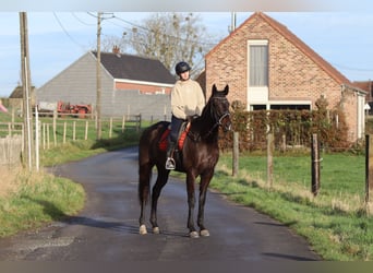 Irish sport horse, Ruin, 5 Jaar, 166 cm, Zwart