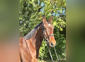 Irish sport horse, Ruin, 5 Jaar, 167 cm, Bruin