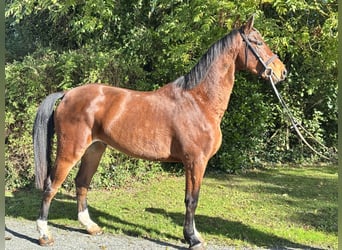 Irish sport horse, Ruin, 5 Jaar, 167 cm, Bruin
