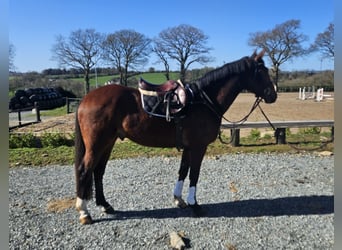 Irish sport horse, Ruin, 5 Jaar, 167 cm, Roodbruin