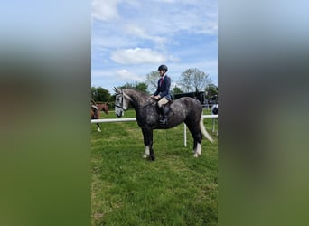 Irish sport horse, Ruin, 5 Jaar, 168 cm, Appelschimmel
