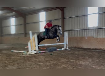 Irish sport horse, Ruin, 5 Jaar, 168 cm, Appelschimmel