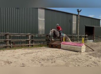 Irish sport horse, Ruin, 5 Jaar, 168 cm, Appelschimmel