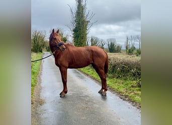 Irish sport horse, Ruin, 5 Jaar, 168 cm, Donkere-vos