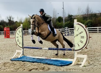 Irish sport horse, Ruin, 5 Jaar, 168 cm, Falbe