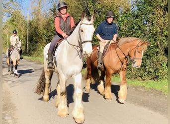 Irish sport horse, Ruin, 5 Jaar, 168 cm, Falbe