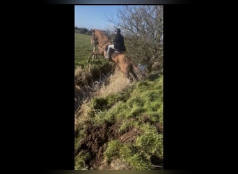 Irish sport horse, Ruin, 5 Jaar, 168 cm, Vos