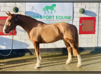 Irish sport horse, Ruin, 5 Jaar, 168 cm, Vos