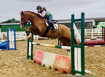 Irish sport horse, Ruin, 5 Jaar, 168 cm, Vos