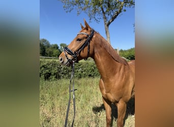 Irish sport horse, Ruin, 5 Jaar, 168 cm, Vos