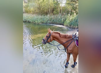 Irish sport horse, Ruin, 5 Jaar, 168 cm, Vos