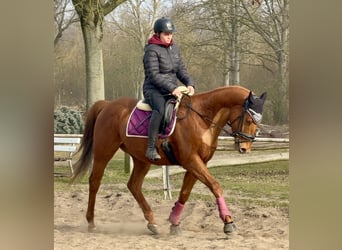 Irish sport horse, Ruin, 5 Jaar, 168 cm, Vos
