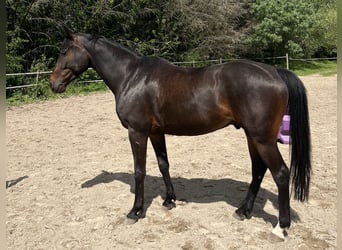 Irish sport horse, Ruin, 5 Jaar, 168 cm, Zwartbruin