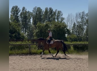Irish sport horse, Ruin, 5 Jaar, 174 cm, Bruin