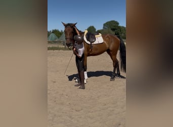 Irish sport horse, Ruin, 5 Jaar, 174 cm, Bruin