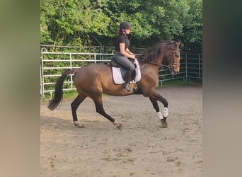 Irish sport horse, Ruin, 5 Jaar, 180 cm, Bruin