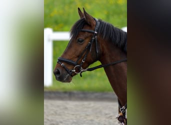 Irish sport horse, Ruin, 6 Jaar, 144 cm, Gevlekt-paard
