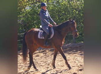 Irish sport horse, Ruin, 6 Jaar, 155 cm, Bruin