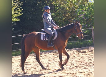 Irish sport horse, Ruin, 6 Jaar, 155 cm, Bruin