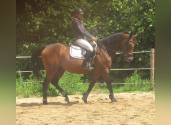Irish sport horse, Ruin, 6 Jaar, 158 cm, Bruin
